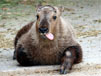 廷布塔金动物园 Thimphu Takin Zoo