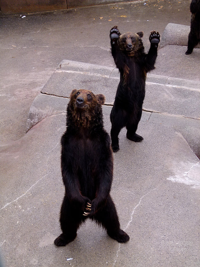 熊牧场 昭和新山 北海道 日本旅游 原创摄影
