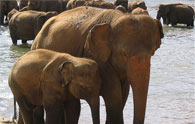 大象孤儿院 Pinnawela Elephant Orphanage